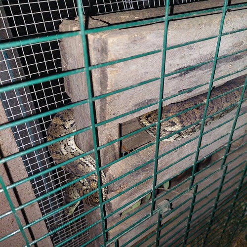 Coastal Carpet Python sighting