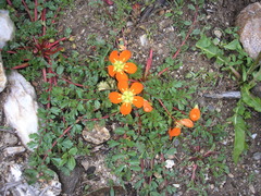 Hypseocharis pimpinellifolia