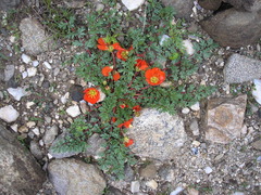 Hypseocharis pimpinellifolia