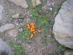 Hypseocharis pimpinellifolia