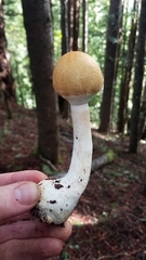 Agaricus smithianus