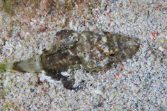 Cymbacephalus parilis