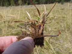 Carex idahoa
