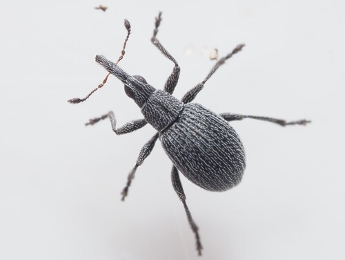 Holotrichapion ononis