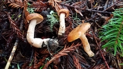 Lactarius subflammeus