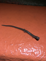 Batrachoseps major major