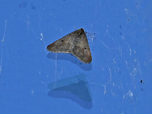 Großer Frostspanner