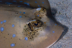 Australian Bluespotted Maskray photo 2