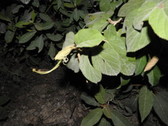 Helicteres baruensis