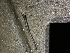 Batrachoseps major major