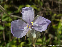 Murdannia macrocarpa
