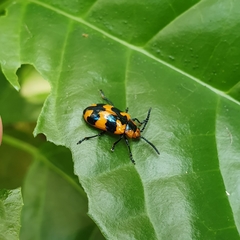 Phyllocharis undulata