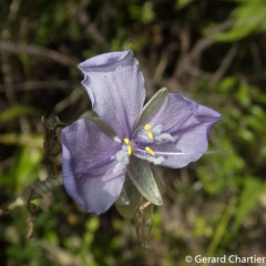 Murdannia macrocarpa