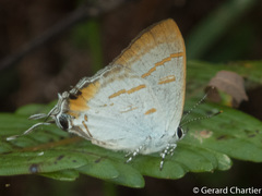 Hypolycaena thecloides