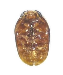 Kuschelidium maori