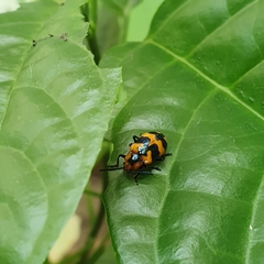 Phyllocharis undulata