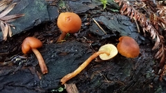 Gymnopilus oregonensis