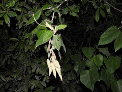 Helicteres baruensis