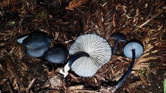 Entoloma serrulatum