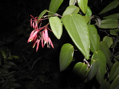 Bauhinia jenningsii