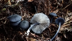 Entoloma serrulatum