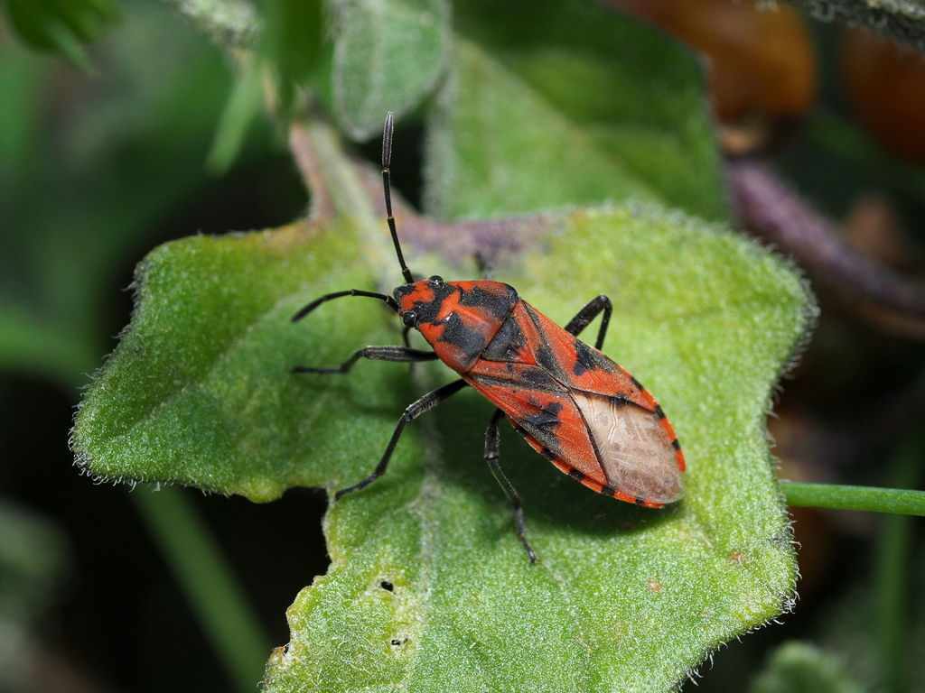 Spilostethus furcula