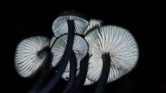 Entoloma serrulatum