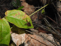 Erginulus roeweri