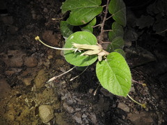 Helicteres baruensis