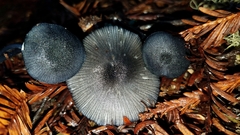 Entoloma serrulatum
