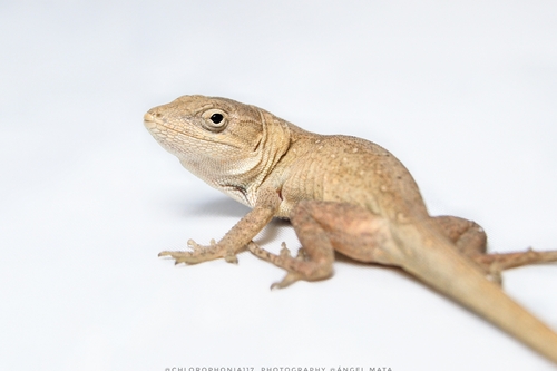 Gray Anole, Anolis quercorum