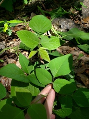 Desmodium lindheimeri