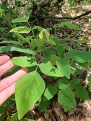 Desmodium lindheimeri