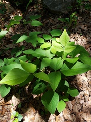 Desmodium lindheimeri