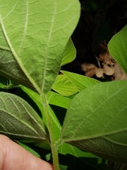 Desmodium lindheimeri