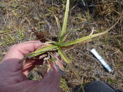 Carex nebrascensis