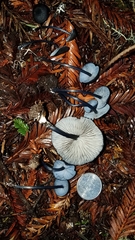 Entoloma serrulatum