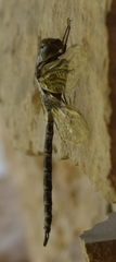 Aeshna canadensis