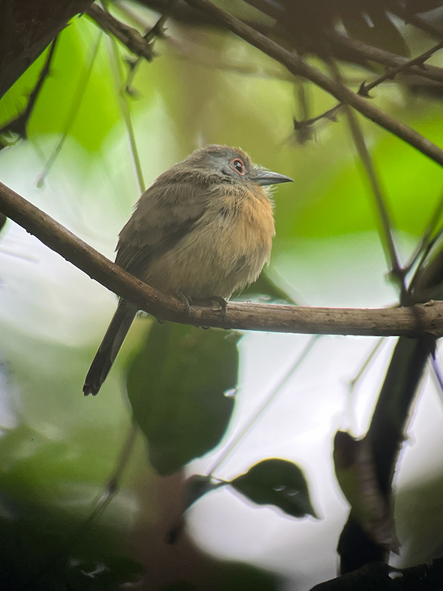Grey-cheeked Nunlet (Nonnula frontalis), photo 10