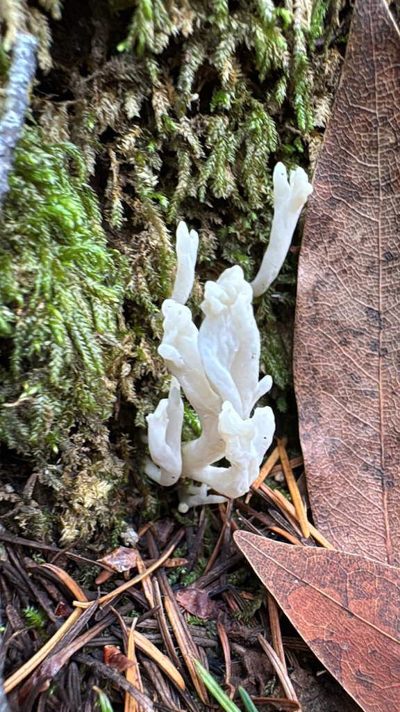 Clavulina rugosa · November 2025 · photo: © natureenthusiast_elle (iNaturalist, cc-by-nc)