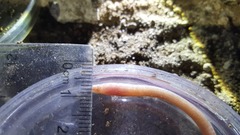 Ophisternon infernale