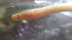 Ophisternon infernale