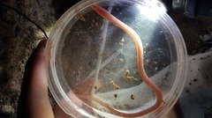 Ophisternon infernale