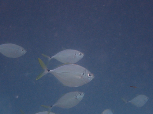 Chloroscombrus chrysurus
