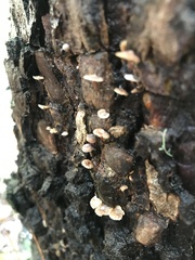 Micromphale arbuticola