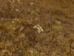 Perideridia gairdneri