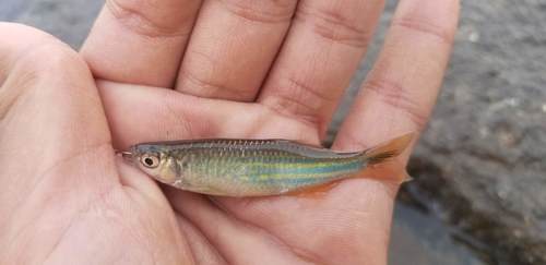 Giant danio (Devario aequipinnatus) — Cyprinidae — 5