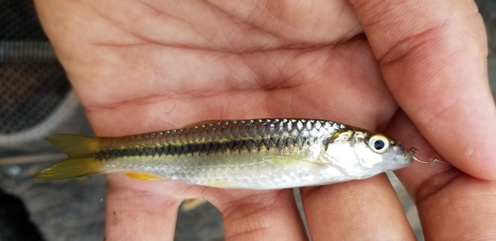 Blackline rasbora (Rasbora daniconius) — Cyprinidae