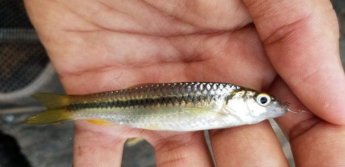 Blackline rasbora (Rasbora daniconius) — Cyprinidae