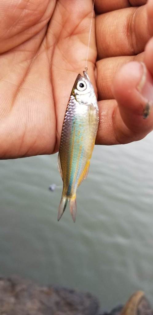 Devario fraseri